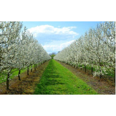 Слива Бербанк Гігант (середня) | Слива Бербанк Гигант (средняя) | Prunus domestica Berbank Giant