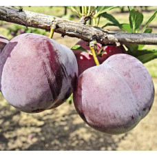 Слива Бербанк Гігант (середня) | Слива Бербанк Гигант (средняя) | Prunus domestica Berbank Giant