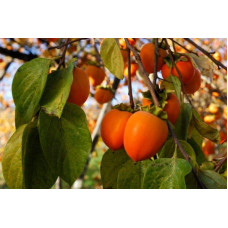 Хурма Божий Дар самоплідна | Хурма Божий Дар самоплодная | Diospyros Bozhiy Dar