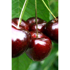 Черешня Скіна (пізня) | Черешня Скина (поздняя) | Prunus avium Skeena