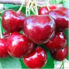 Черешня Скіна (пізня) | Черешня Скина (поздняя) | Prunus avium Skeena
