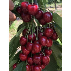 Черешня Скіна (пізня) | Черешня Скина (поздняя) | Prunus avium Skeena
