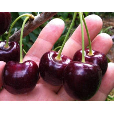 Черешня Скіна (пізня) | Черешня Скина (поздняя) | Prunus avium Skeena
