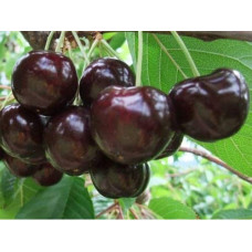 Черешня Скіна (пізня) | Черешня Скина (поздняя) | Prunus avium Skeena