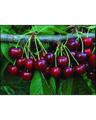 Черешня великоплідна (пізня) | Черешня крупноплодная (поздняя) | Prunus avium Velykoplidna