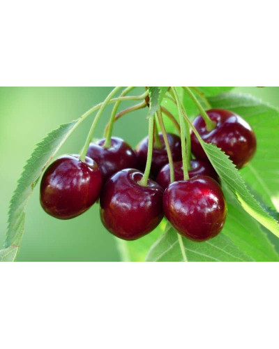 Черешня великоплідна (пізня) | Черешня крупноплодная (поздняя) | Prunus avium Velykoplidna