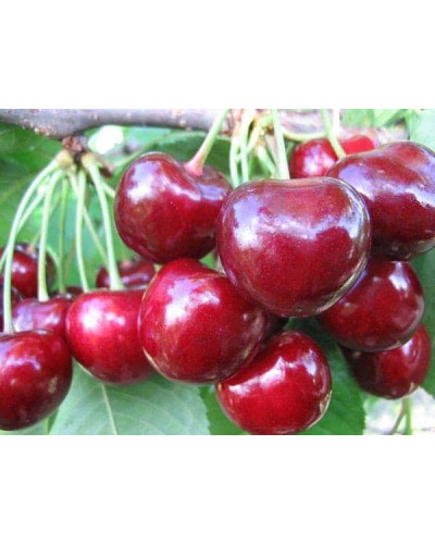 Черешня великоплідна (пізня) | Черешня крупноплодная (поздняя) | Prunus avium Velykoplidna