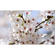Черешня великоплідна (пізня) | Черешня крупноплодная (поздняя) | Prunus avium Velykoplidna
