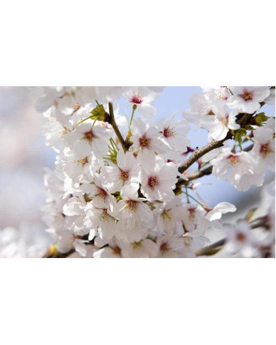 Черешня великоплідна (пізня) | Черешня крупноплодная (поздняя) | Prunus avium Velykoplidna