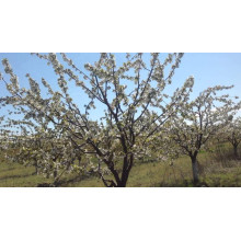 Черешня великоплідна (пізня) | Черешня крупноплодная (поздняя) | Prunus avium Velykoplidna