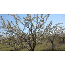 Черешня великоплідна (пізня) | Черешня крупноплодная (поздняя) | Prunus avium Velykoplidna
