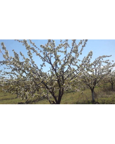 Черешня великоплідна (пізня) | Черешня крупноплодная (поздняя) | Prunus avium Velykoplidna