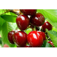 Черешня великоплідна (пізня) | Черешня крупноплодная (поздняя) | Prunus avium Velykoplidna