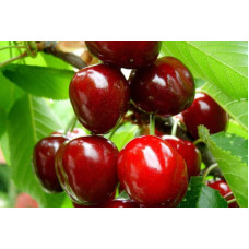 Черешня великоплідна (пізня) | Черешня крупноплодная (поздняя) | Prunus avium Velykoplidna