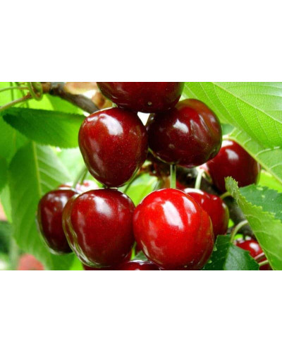 Черешня великоплідна (пізня) | Черешня крупноплодная (поздняя) | Prunus avium Velykoplidna