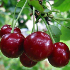 Черешня великоплідна (пізня) | Черешня крупноплодная (поздняя) | Prunus avium Velykoplidna