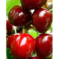 Черешня великоплідна (пізня) | Черешня крупноплодная (поздняя) | Prunus avium Velykoplidna