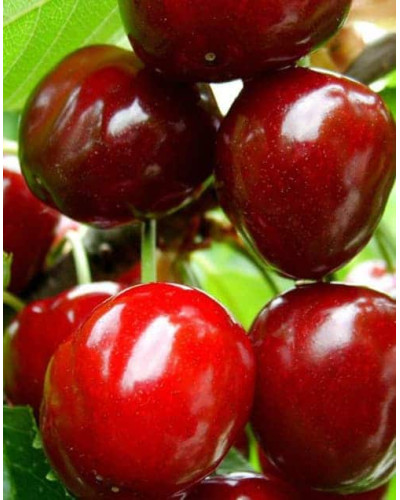 Черешня великоплідна (пізня) | Черешня крупноплодная (поздняя) | Prunus avium Velykoplidna