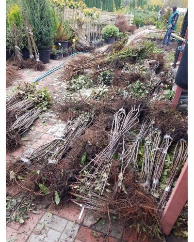 Слива колоновидна Імперіал (середня) | Слива колоновидная Империал (средняя) | Prunus domestica Imperial