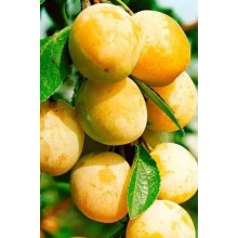 Слива біла Медова (рання) | Слива белая Медовая (ранняя) | Prunus domestica Medova