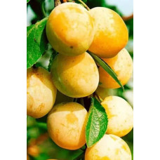 Слива біла Медова (рання) | Слива белая Медовая (ранняя) | Prunus domestica Medova