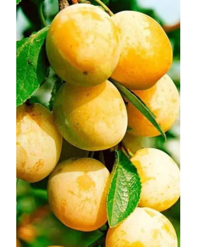 Слива біла Медова (рання) | Слива белая Медовая (ранняя) | Prunus domestica Medova