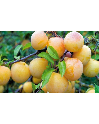 Слива біла Медова (рання) | Слива белая Медовая (ранняя) | Prunus domestica Medova