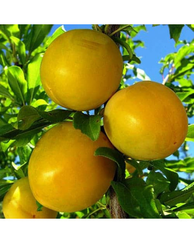 Слива біла Медова (рання) | Слива белая Медовая (ранняя) | Prunus domestica Medova