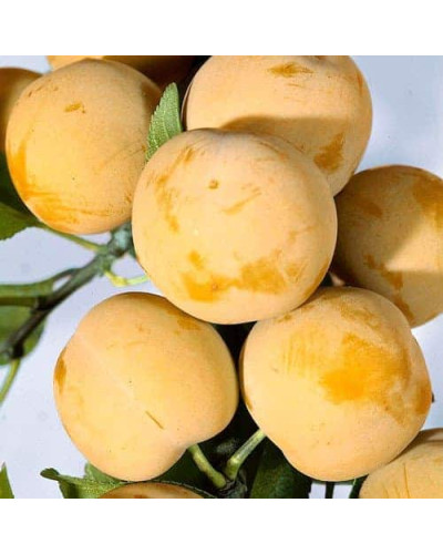 Слива біла Медова (рання) | Слива белая Медовая (ранняя) | Prunus domestica Medova