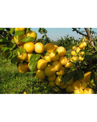 Слива біла Медова (рання) | Слива белая Медовая (ранняя) | Prunus domestica Medova