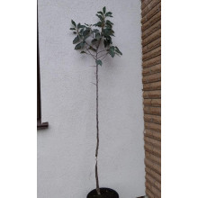 Слива біла Медова (рання) | Слива белая Медовая (ранняя) | Prunus domestica Medova