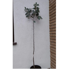 Слива біла Медова (рання) | Слива белая Медовая (ранняя) | Prunus domestica Medova