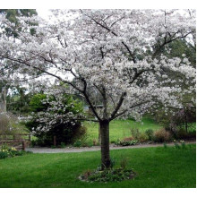 Слива біла Медова (рання) | Слива белая Медовая (ранняя) | Prunus domestica Medova
