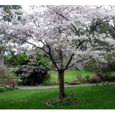 Слива біла Медова (рання) | Слива белая Медовая (ранняя) | Prunus domestica Medova