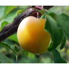 Слива біла Медова (рання) | Слива белая Медовая (ранняя) | Prunus domestica Medova