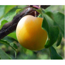 Слива біла Медова (рання) | Слива белая Медовая (ранняя) | Prunus domestica Medova