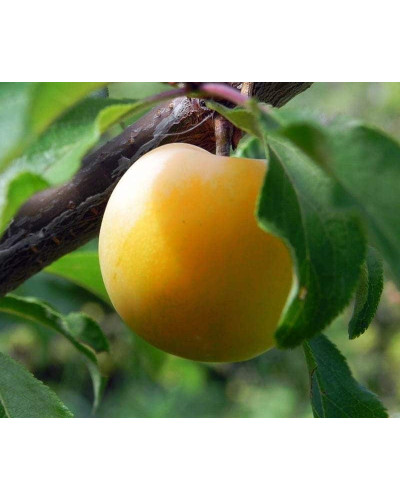 Слива біла Медова (рання) | Слива белая Медовая (ранняя) | Prunus domestica Medova