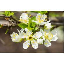 Слива біла Медова (рання) | Слива белая Медовая (ранняя) | Prunus domestica Medova