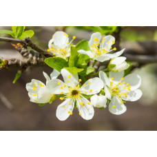 Слива біла Медова (рання) | Слива белая Медовая (ранняя) | Prunus domestica Medova