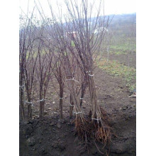 Слива біла Медова (рання) | Слива белая Медовая (ранняя) | Prunus domestica Medova