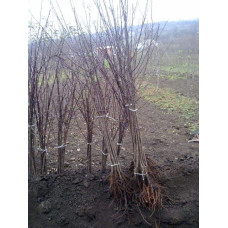 Слива біла Медова (рання) | Слива белая Медовая (ранняя) | Prunus domestica Medova