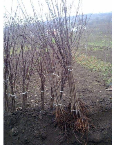 Слива біла Медова (рання) | Слива белая Медовая (ранняя) | Prunus domestica Medova
