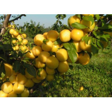 Слива біла Медова (рання) | Слива белая Медовая (ранняя) | Prunus domestica Medova