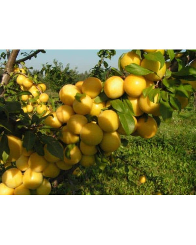 Слива біла Медова (рання) | Слива белая Медовая (ранняя) | Prunus domestica Medova