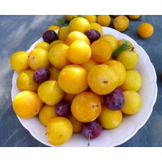 Слива біла Медова (рання) | Слива белая Медовая (ранняя) | Prunus domestica Medova