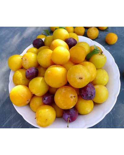 Слива біла Медова (рання) | Слива белая Медовая (ранняя) | Prunus domestica Medova