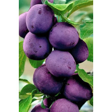 Слива колоновидна Блю Світ (середня) | Prunus columnar Blue Svit | Слива колонновидная Блю Свит (средняя)