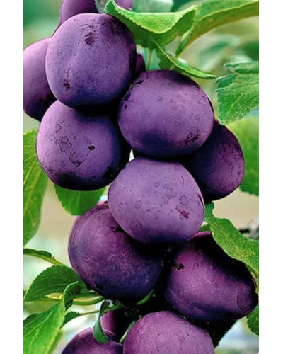 Слива колоновидна Блю Світ (середня) | Prunus columnar Blue Svit | Слива колонновидная Блю Свит (средняя)