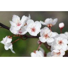 Слива колоновидна Блю Світ (середня) | Prunus columnar Blue Svit | Слива колонновидная Блю Свит (средняя)