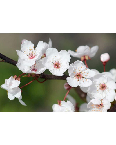 Слива колоновидна Блю Світ (середня) | Prunus columnar Blue Svit | Слива колонновидная Блю Свит (средняя)